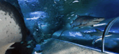 The Aquarium Of Western Australia - Accommodation Port Hedland 3