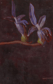 Red Hill Galleries - Accommodation Port Hedland 2