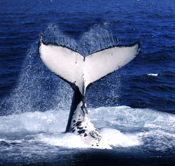 Brisbane Whale Watching - thumb 0