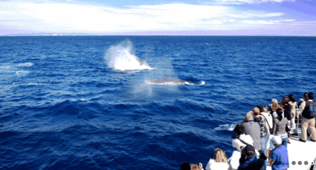 Brisbane Whale Watching - Accommodation Port Hedland 1