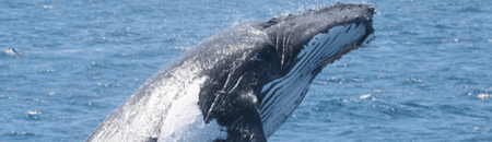 Brisbane Whale Watching - thumb 2