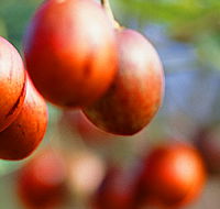 Tropical Fruit World - Accommodation Port Hedland