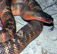 Armadale Reptile  Wildlife Centre - Accommodation Port Hedland
