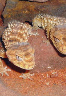 Armadale Reptile & Wildlife Centre - Accommodation Port Hedland 1