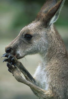 Armadale Reptile & Wildlife Centre - Accommodation Port Hedland 2