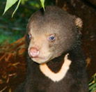 Perth Zoo - Accommodation Port Hedland