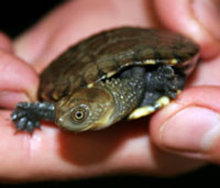 Perth Zoo - Accommodation Port Hedland 1