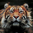 Perth Zoo - Accommodation Port Hedland 2