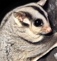 Perth Zoo - Accommodation Port Hedland 3