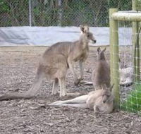 Jirrahlinga Koala  Wildlife Sanctuary - Accommodation Port Hedland