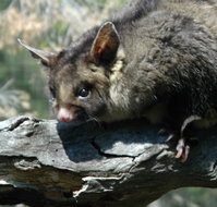Moonlit Sanctuary Wildlife Conservation Park - Accommodation Port Hedland