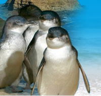 Phillip Island Penguin Parade - Accommodation Port Hedland