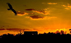 Werribee Open Range Zoo - Accommodation Port Hedland 1