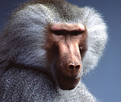 Alma Park Zoo - Accommodation Port Hedland 1