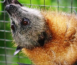 Alma Park Zoo - Accommodation Port Hedland 2