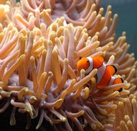 Reef HQ Great Barrier Reef Aquarium - Accommodation Port Hedland