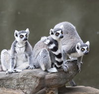 Adelaide Zoo - Accommodation Port Hedland