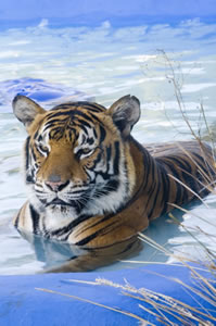 Zoo Doo Wildlife Park - Accommodation Port Hedland 0