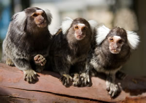 Zoo Doo Wildlife Park - Accommodation Port Hedland 1