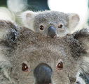Billabong Koala and Wildlife Park - Accommodation Port Hedland