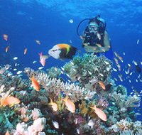 Drop Zone Dive Site - Accommodation Port Hedland