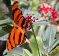 Butterfly Farm - Accommodation Port Hedland