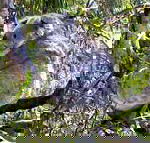 Koala Conservation Centre - Accommodation Port Hedland