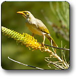 Uluru - Kata Tjuta National Park - Accommodation Port Hedland 1