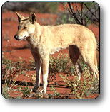 Uluru - Kata Tjuta National Park - Accommodation Port Hedland 3