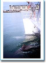 Temptation Sailing - Accommodation Port Hedland 1
