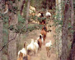 High Country Horses - Accommodation Port Hedland 2