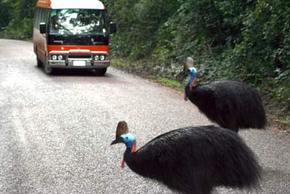 Kookaburra Tours - Accommodation Port Hedland 0