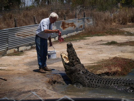 Koorana Saltwater Crocodile Farm - Accommodation Port Hedland 1