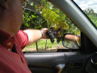 Mount Tamborine Winery & Homestead - Accommodation Port Hedland 1