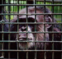 Rockhampton Zoo - Accommodation Port Hedland