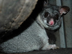 Bunbury Wildlife Park - Accommodation Port Hedland 2
