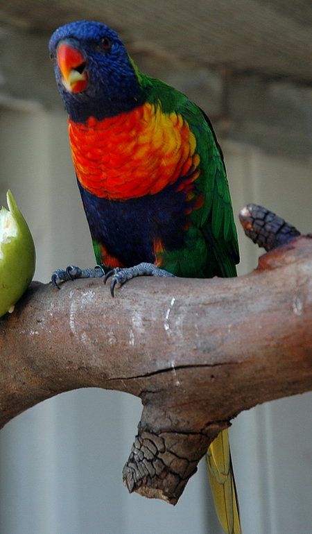 Bunbury Wildlife Park - Accommodation Port Hedland 3