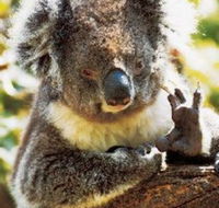 Gorge Wildlife Park - Accommodation Port Hedland