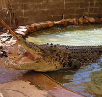 Wyndham Zoological Gardens and Crocodile Park - Accommodation Port Hedland