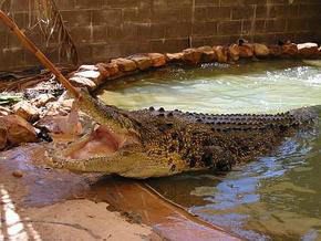 Wyndham Zoological Gardens And Crocodile Park - Accommodation Port Hedland 0