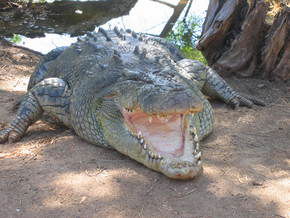 Wyndham Zoological Gardens And Crocodile Park - Accommodation Port Hedland 2