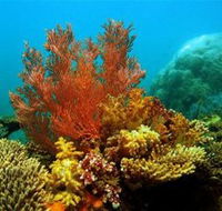 Three Islands Whale Shark Dive - Accommodation Port Hedland