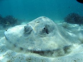 Three Islands Whale Shark Dive - Accommodation Port Hedland 2