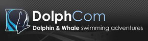 Dolphcom - Dolphin & Whale Swimming Adventures - Accommodation Port Hedland 0
