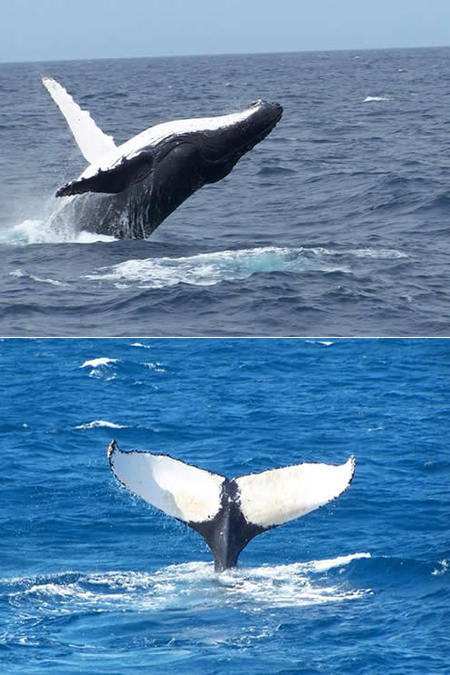 Mills Charters Fishing And Whale Watch Cruises - Accommodation Port Hedland 3