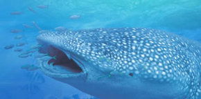 Ningaloo Blue Dive - Accommodation Port Hedland 1