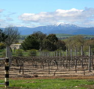 Buller View Wines - Accommodation Port Hedland