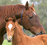Blue Gum Farm - Accommodation Port Hedland