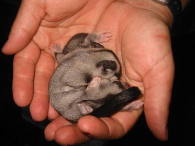 Cool Companions - Accommodation Port Hedland 0