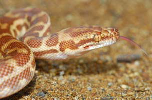 Cool Companions - Accommodation Port Hedland 1